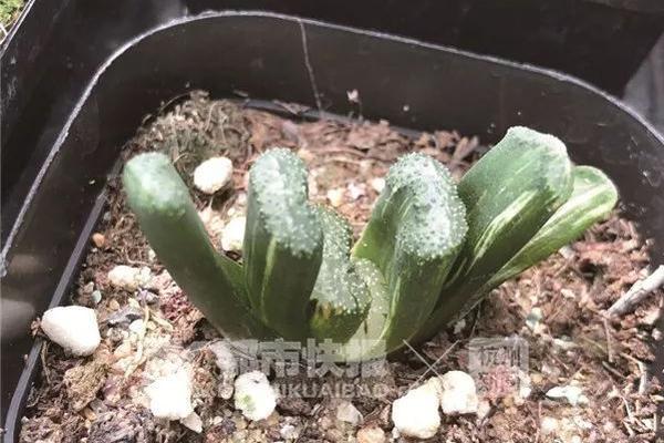 生化危机8村庄最终BOSS米兰达怎么应对