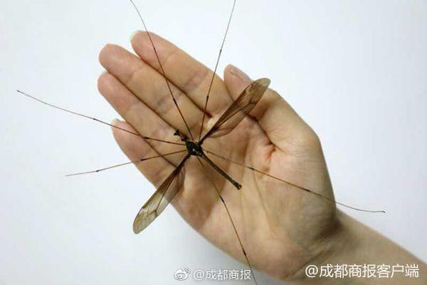 加拿大pc28预测走势